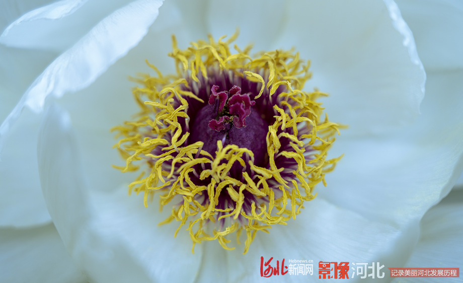 牡丹吐蕊